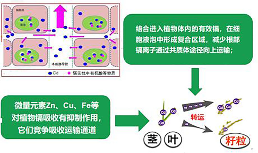 鎘無憂葉面阻控劑