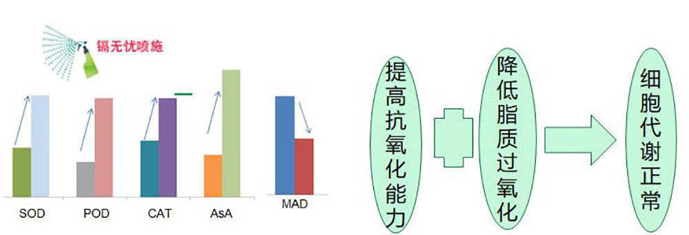 鎘無憂葉面阻控劑