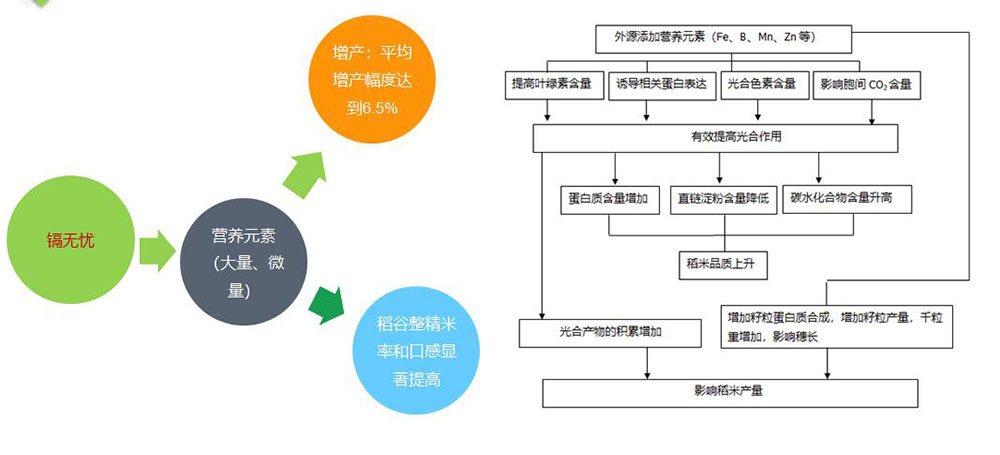 鎘無憂葉面阻控劑