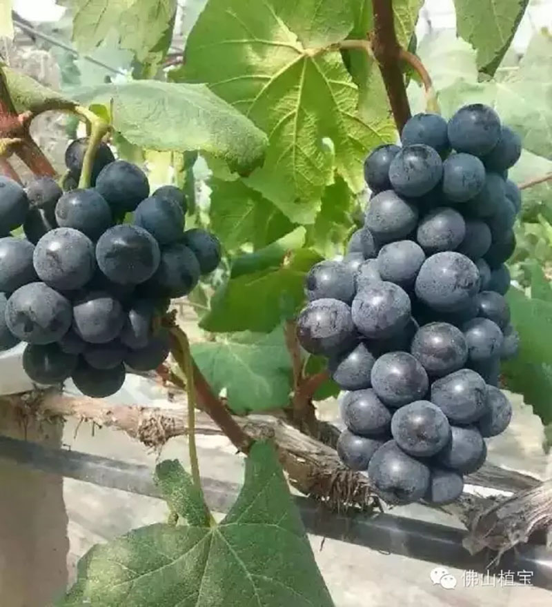 佛山市植寶生態(tài)科技有限公司